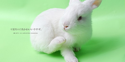 宠物摄影-兔子
