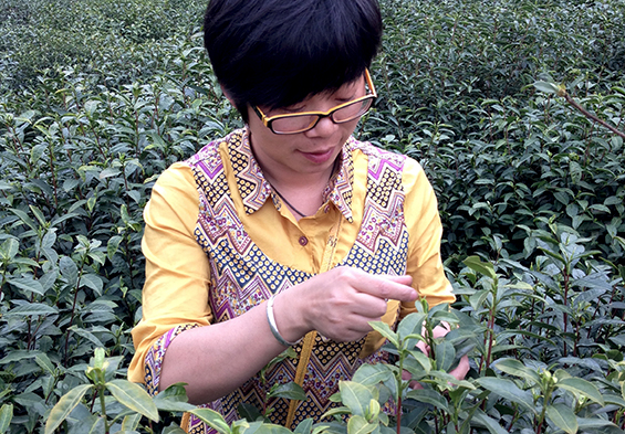  友人亲自采摘炒制