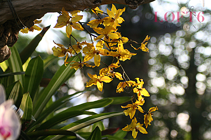 上海辰山植物园兰花展